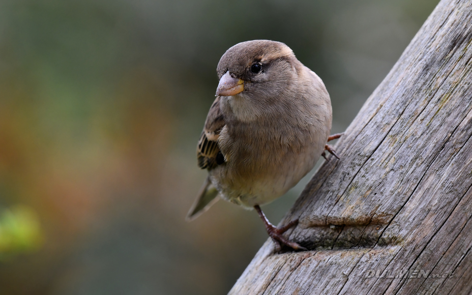 House sparrow (female, Passer domesticus)